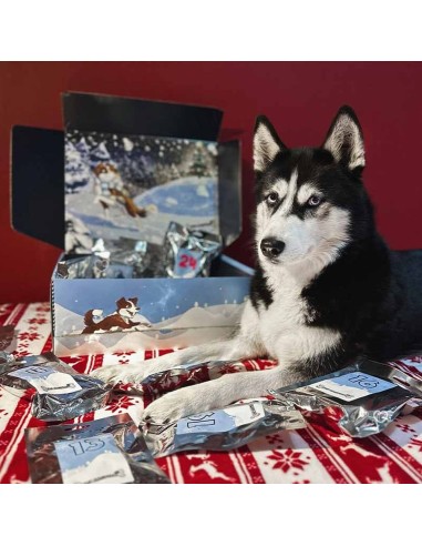 Calendrier de l'avent 2025 pour Chien Cani- Animal