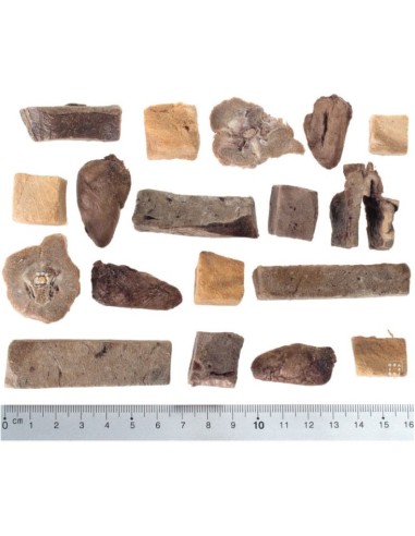 Calendrier de l'avent 2025 pour Chien - Wolf Of Wilderness